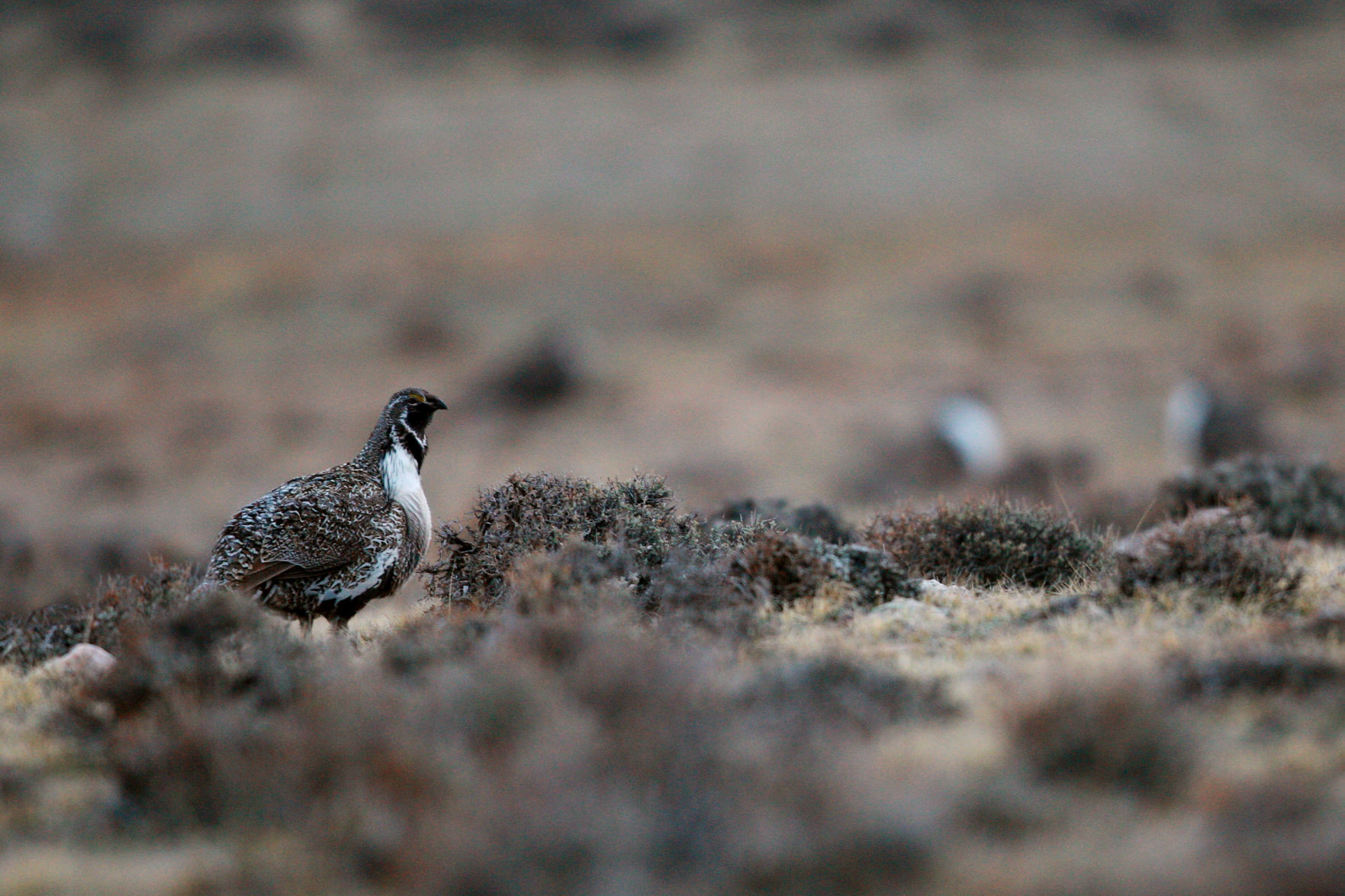 Sage Grouse
